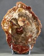 Bois fossilisé joli et décoratif sur socle - Poli avec des, Collections