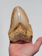 Megalodon - Fossiele tand - 11 cm - 7.6 cm, Verzamelen