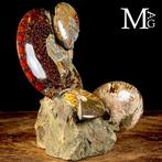 Prachtige Albian fossielgroep - Ammonieten en Nautilus op