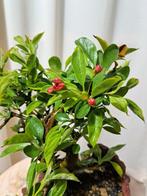 Malus bonsai (Malus sargentii) - Hoogte (boom): 23 cm -