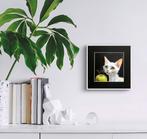 AniB. -  Home Needed! Will Pay in Purrs, Green Apples and