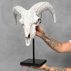 Geen minimumprijs - Witte ramshoorn op een aangepaste