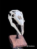 Zeereptiel - Fossiele schedel - Mosasaurus sp. - 35 cm - 14