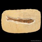 Poisson de très bonne qualité - Animal fossilisé - Dastilbe, Collections
