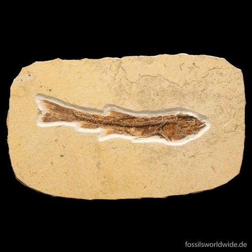 Poisson de très bonne qualité - Animal fossilisé - Dastilbe, Collections, Minéraux & Fossiles
