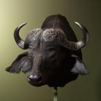 Kafferbuffel Taxidermie Opgezette Dieren By Max, Verzamelen, Dierenverzamelingen, Ophalen of Verzenden, Nieuw, Wild dier, Opgezet dier