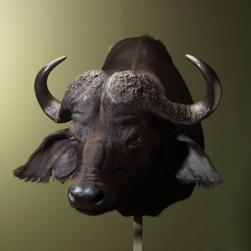Kafferbuffel Taxidermie Opgezette Dieren By Max, Verzamelen, Dierenverzamelingen, Opgezet dier, Nieuw, Wild dier, Ophalen of Verzenden