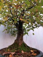 Drietand Esdoorn (Acer Buergerianum) - Hoogte (boom): 60 cm