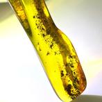 Echt Baltisch amber met ingesloten versteende insecten, 7 cm, Verzamelen, Nieuw