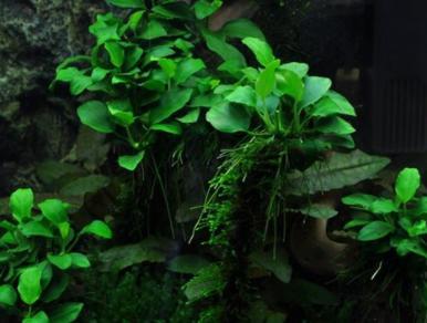 Anubias barteri var. nana Bonsai - In Vitro, Dieren en Toebehoren, Vissen | Aquaria en Toebehoren, Nieuw, Verzenden