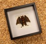 Painted Vesper Bat - framed Taxidermie volledige montage -, Antiek en Kunst, Curiosa en Brocante