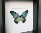 Vlinder Taxidermie volledige montage - Papilio Zalmoxis - 25