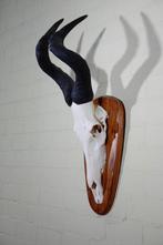 Hartebeest skull Schedel - Alcelaphus buselaphus - 29 cm -, Verzamelen, Dierenverzamelingen, Nieuw