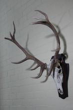 Large Red Stag Trophy Schedel - Cervus elaphus - 58 cm - 95, Nieuw