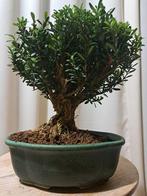 Buxus Harlandii bonsai in bonsaischaal - Hoogte (boom): 22
