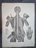 Moritz Ignaz Weber - Anatomischer Atlas des menschlichen