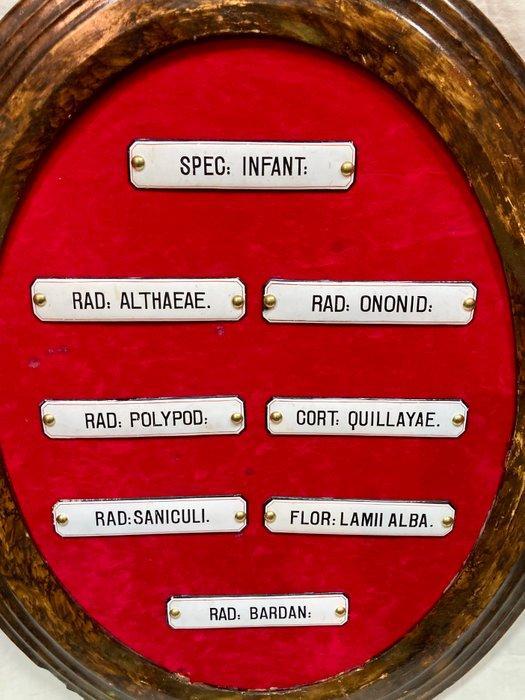 Anatomisch model (8) - Metaal, Emaille - 1850-1900 - 8, Antiek en Kunst, Antiek | Overige Antiek