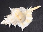 Zeeslak Zeeschelp - Murex Alabaster (Zonder minimumprijs)