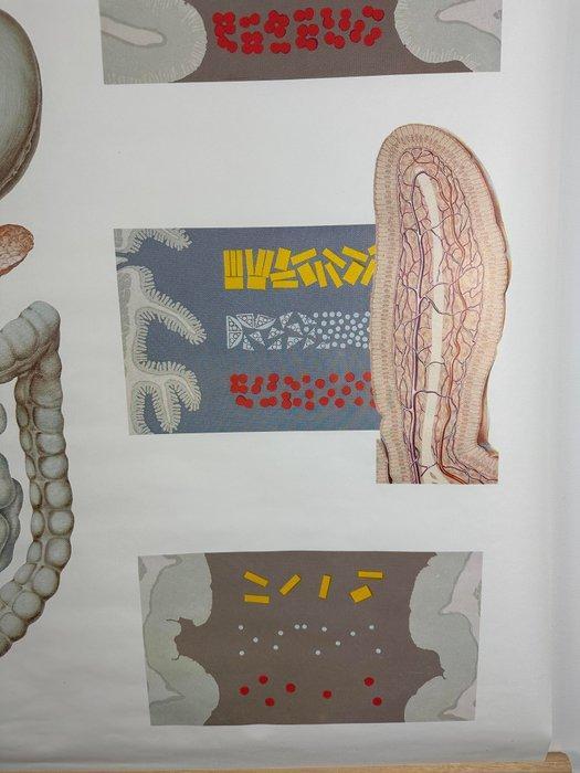 Anatomische schoolkaart – Spijsvertering (V 2043) -, Antiek en Kunst, Antiek | Wandborden en Tegels