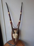 Gemsbok Schedel - Oryx gazella - 110 cm - 39 cm - 20 cm-, Verzamelen, Dierenverzamelingen, Nieuw