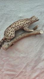 Genet tijgerachtig Taxidermie wandmontage - Genetta tigrina, Verzamelen, Dierenverzamelingen, Nieuw