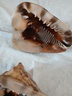Conque Coquillage marin - Cassis Tuberosa (Sans Prix de, Nieuw
