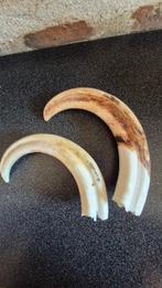 Wrattenzwijn Tand - Phacochoerus africanus - 2 très grandes, Antiek en Kunst