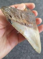 Megalodon - Fossiele tand - Otodus (Carcharocles) megalodon, Verzamelen