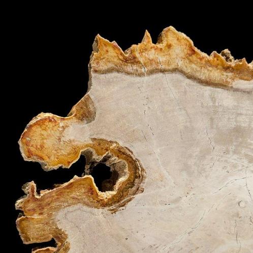 Prachtig stuk versteend hout op een op maat gemaakte, Antiek en Kunst, Kunst | Designobjecten