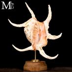 Gemonteerde Strombidae schelpen: De kunst van de natuur -, Collections