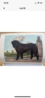 Shaw - The Illustrated Book of the Dog - 1890, Antiquités & Art, Antiquités | Livres & Manuscrits