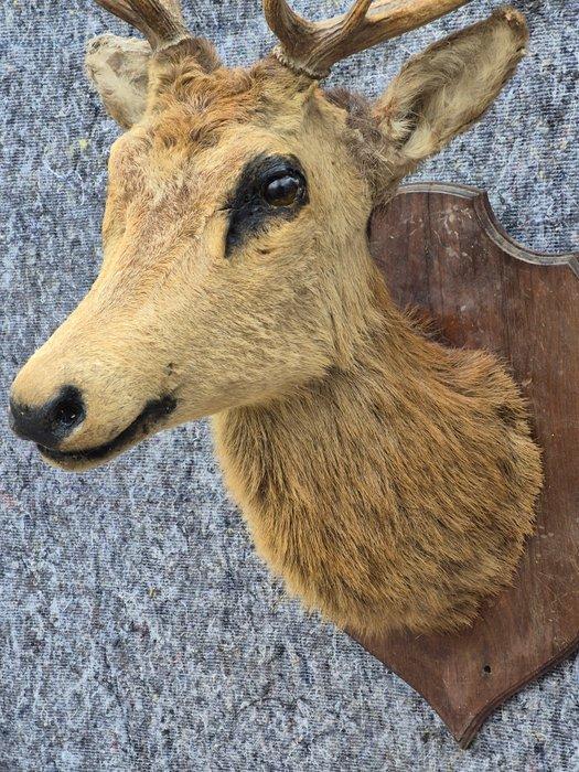Edelhert Taxidermie wandmontage - Cervus elaphus - tête en, Verzamelen, Dierenverzamelingen