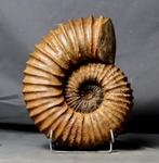 Indrukwekkende en decoratieve geribbelde ammoniet - Op