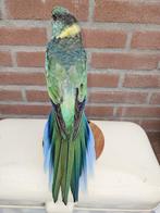 Prachtige barnard parkiet Taxidermie volledige montage -, Nieuw