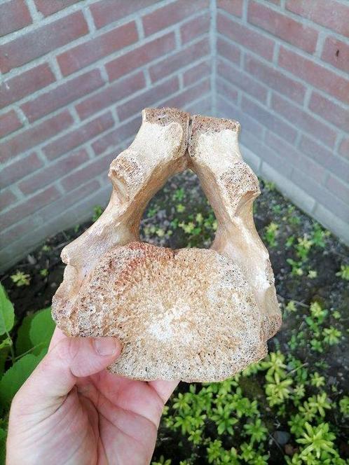Wolharige mammoet - Fossiel wervelbot - Mammutuhus, Verzamelen, Mineralen en Fossielen