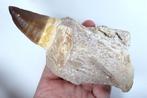 Mosasaurus - Gefossiliseerde kaak - Prognatodon giganteous -