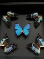 Papillon Support de corps entier pour taxidermie -, Verzamelen, Nieuw