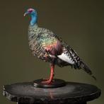 Pauwkalkoen Taxidermie Opgezette Dieren By Max, Verzamelen, Dierenverzamelingen, Ophalen of Verzenden, Nieuw, Vogel, Opgezet dier