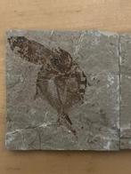 Vis - Fossiele plaatmatrix, Verzamelen