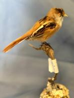 Basettino Support de corps entier pour taxidermie - Panurus, Verzamelen, Dierenverzamelingen, Nieuw