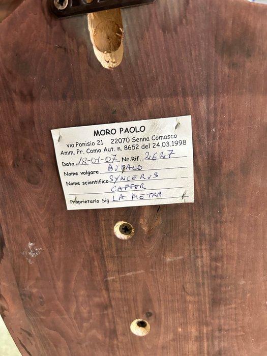 Buffel Taxidermie wandmontage - Bufalo syncerus caffer - 47, Antiek en Kunst, Curiosa en Brocante