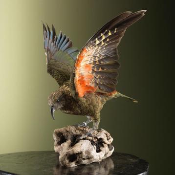 Kea Taxidermie Opgezette Dieren By Max beschikbaar voor biedingen