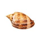 Exceptionnelle volute *** QUALITÉ SUPÉRIEURE *** Support, Nieuw