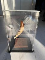 Walvis - Fossiele tand - Basilosaurus sp - Wahrscheinlich