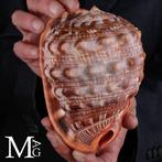 Historische productie van cameos - The Cassis Rufa - De, Verzamelen, Nieuw