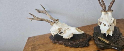 Reebok Schedel van een zoogdier - Capreolus Capreolus - 60, Verzamelen, Dierenverzamelingen