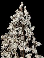 Decoratief ornament - Italië - Palmetten van het altaar