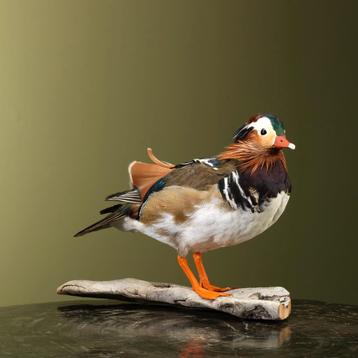 Mandarijneend Taxidermie Opgezette Dieren By Max, Ophalen of Verzenden, Opgezet dier