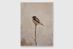 Matthieu van Riel - Bird on a Branch