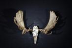 Very Large Northern Elk/Moose Schedel - Alces alces - 70 cm, Verzamelen, Dierenverzamelingen, Nieuw